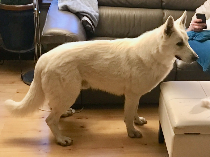 White Swiss Shepherd - ajax