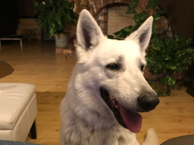 White Shepherd - ajax