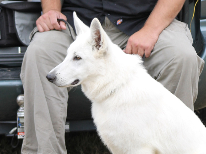 White Swiss Shepherd - ajax