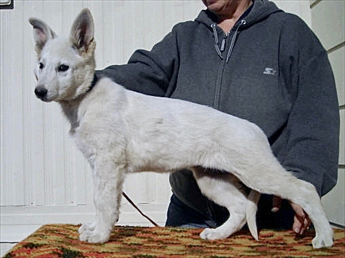 7 week old Annika berger blanc suisse