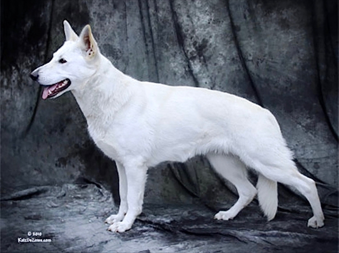 Annika at photo shoot white german shepherd