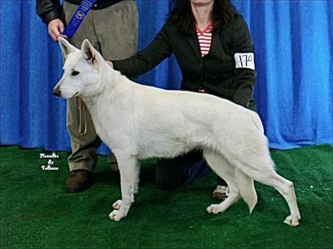 Annika earning her grand championship white shepherd