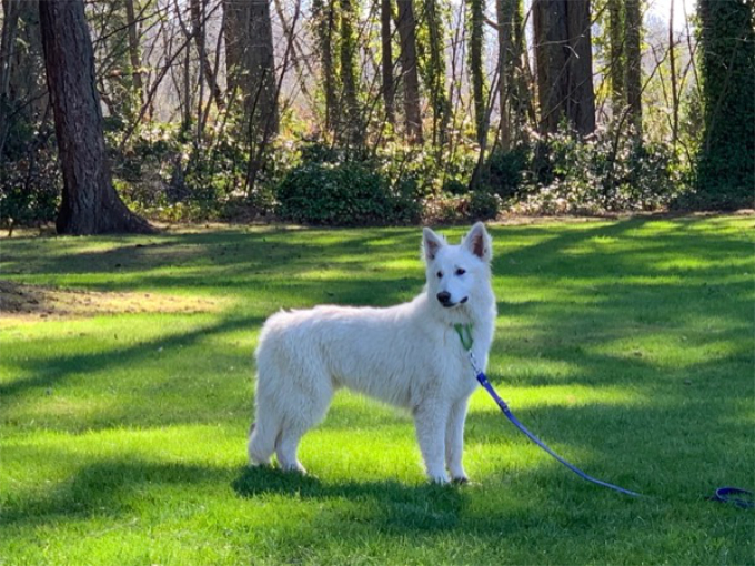 long coated berger blanc suisse