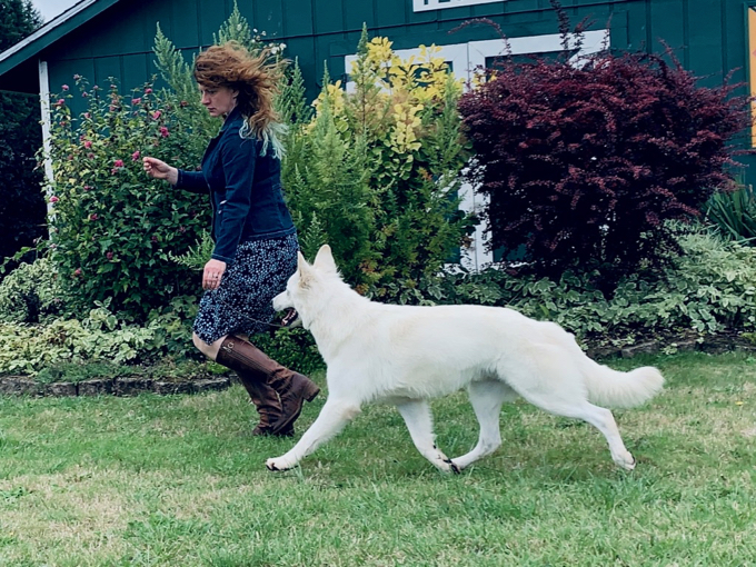 long coated berger blanc suisse