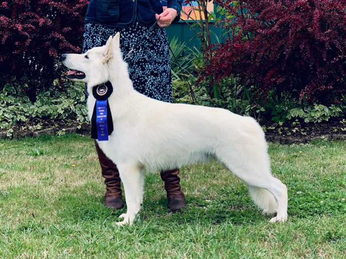 long coated berger blanc suisse