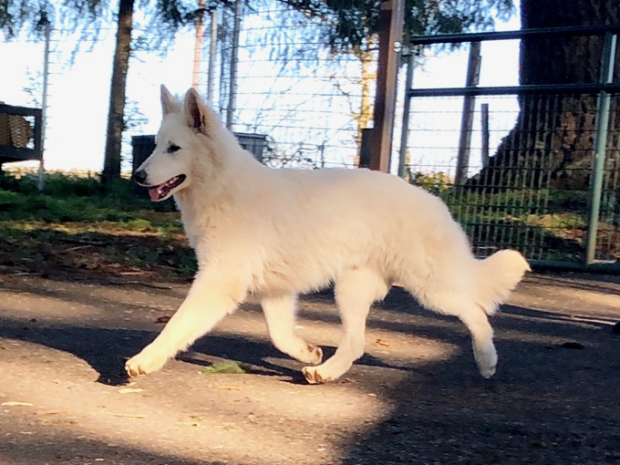 white swiss shepherd