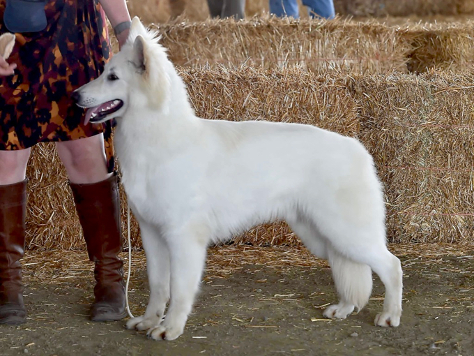 long coated berger blanc suisse