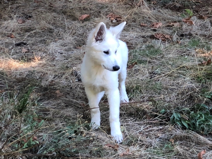 long coated berger blanc suisse