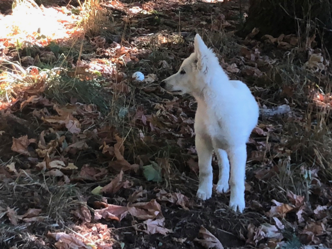 long coat white shepherd