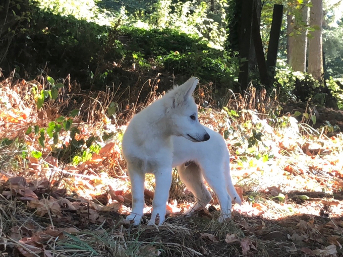 atari puppy