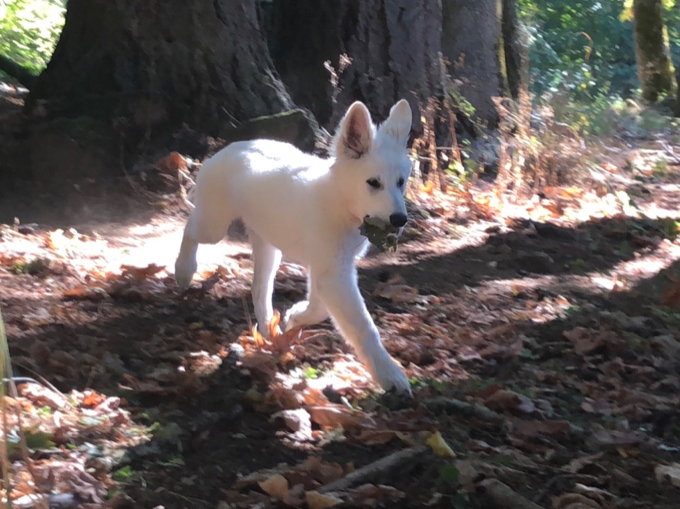 berger blanc suisse