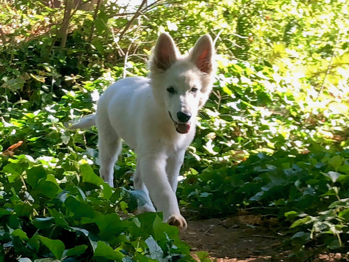 long coated berger blanc suisse