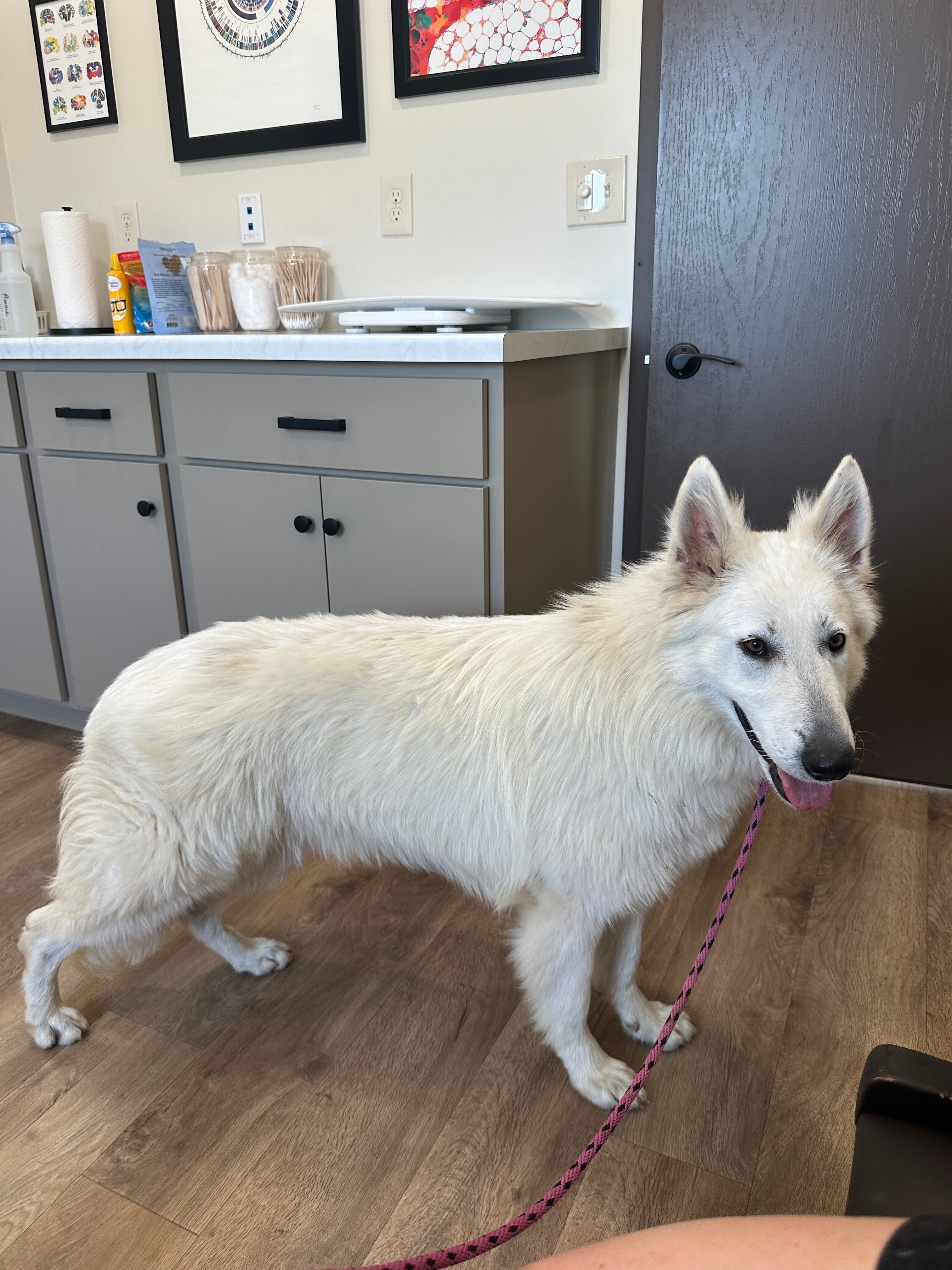white swiss shepherd