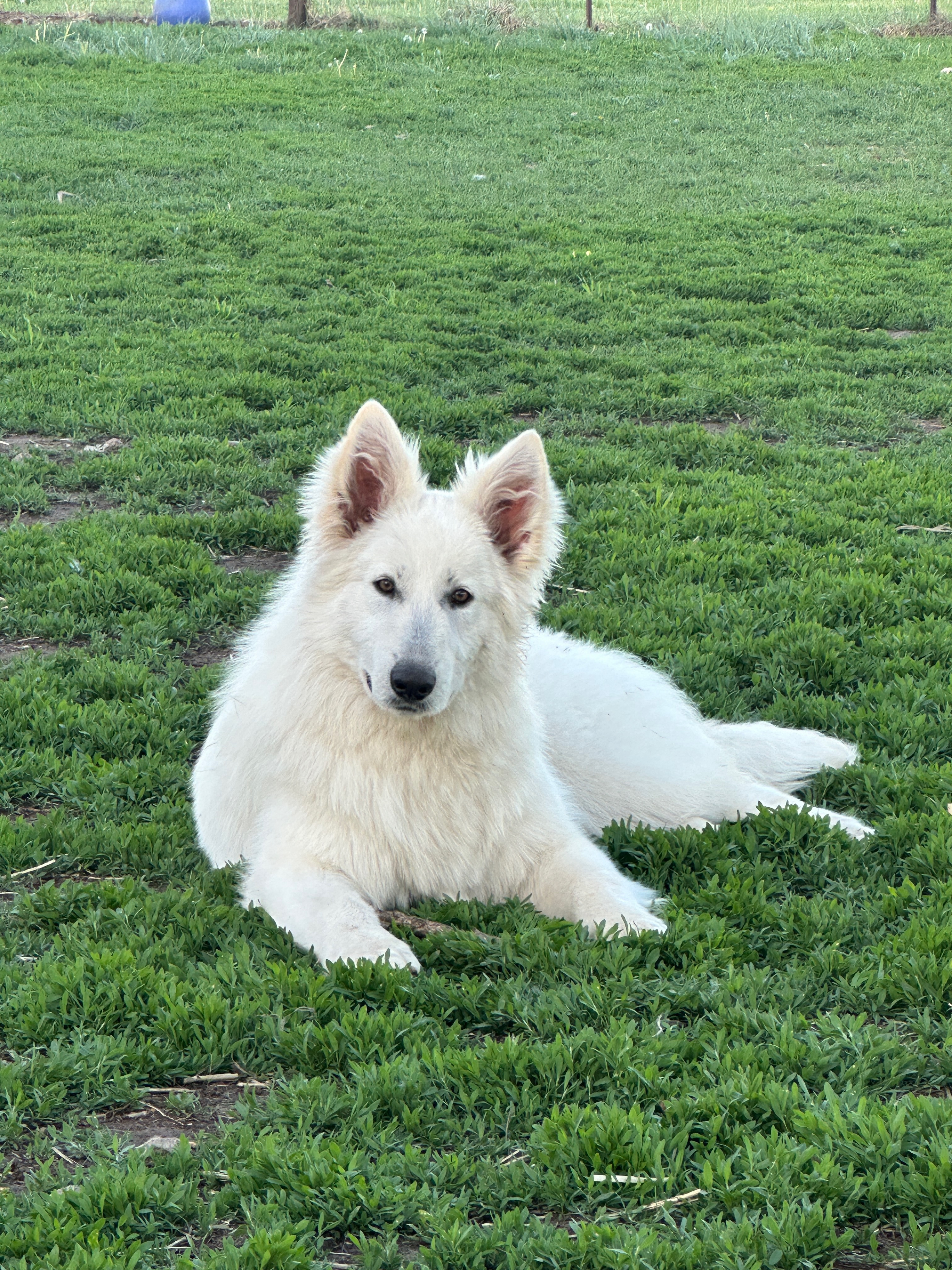 Berger Blanc Suisse