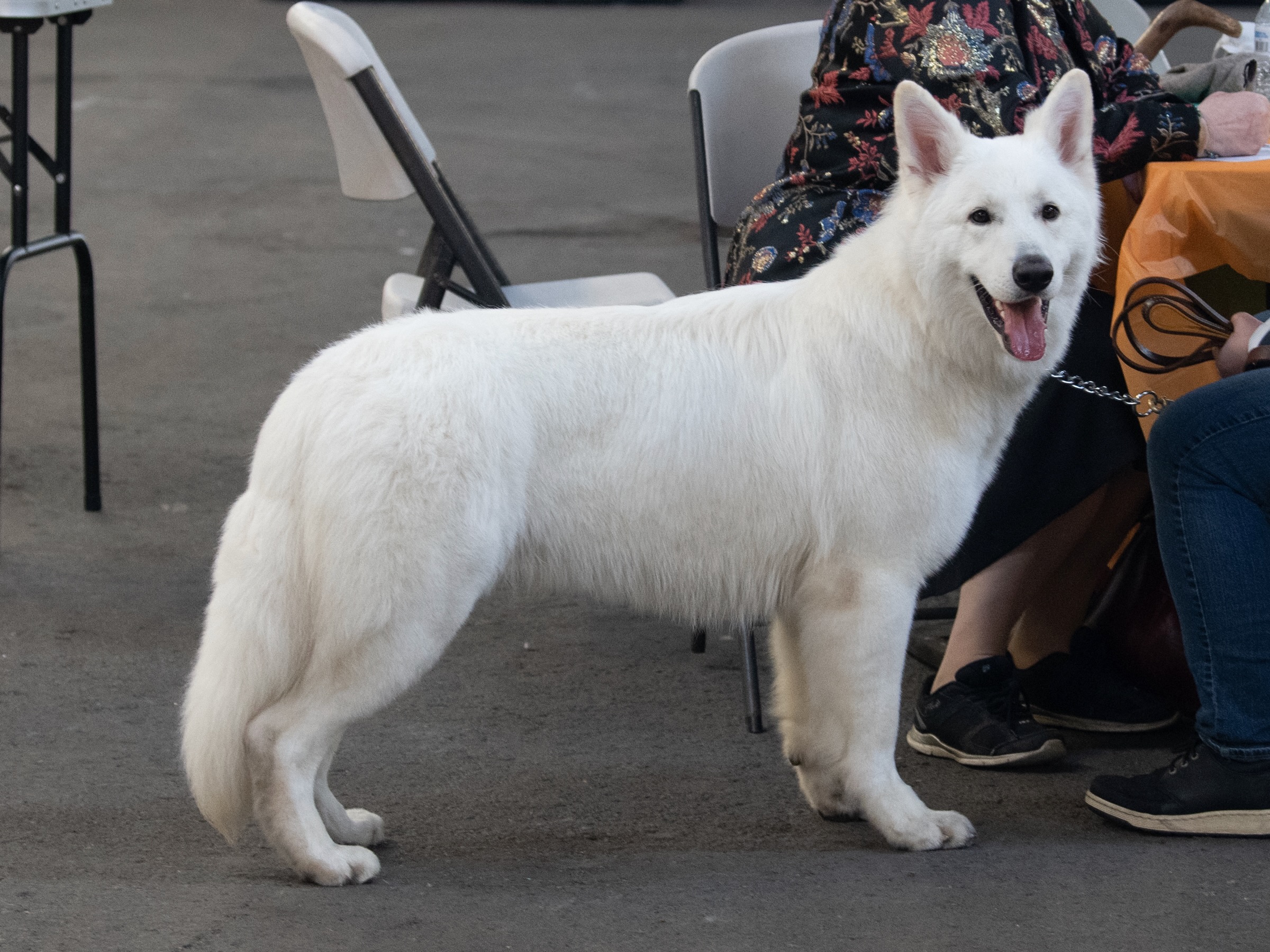 White Swiss Shepherd champion