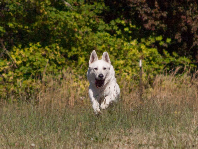 darla white shepherd lure coursing