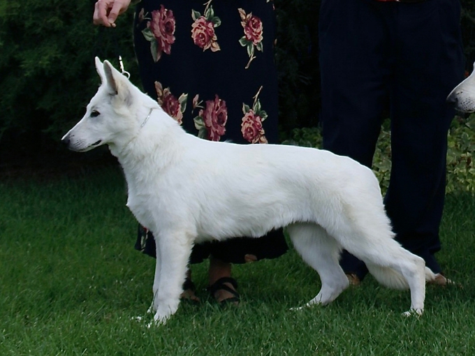 Lovely Darla in Madras, white swiss shepherd