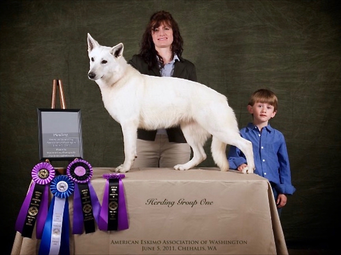 darla berger blanc suisse wins herding group