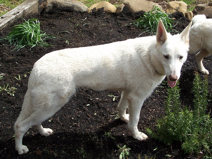 white german shepherd standing by pond