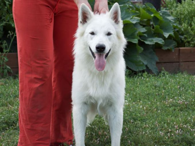 long hair 14 Month Old Fenix