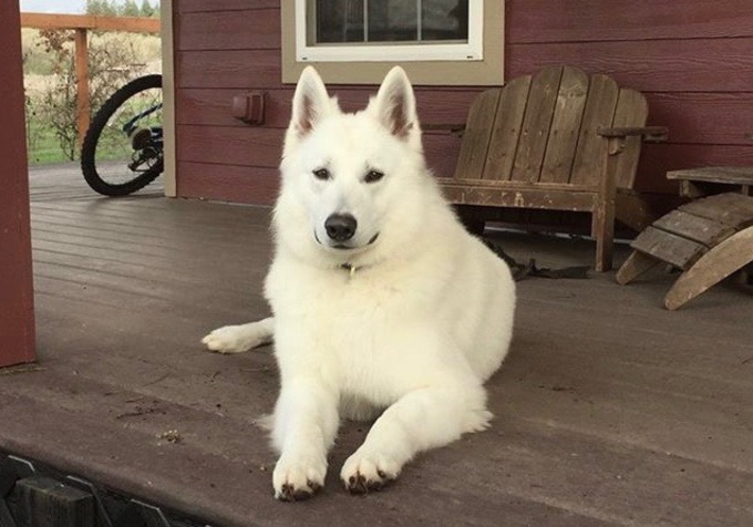 long coated berger blanc suisse fenix