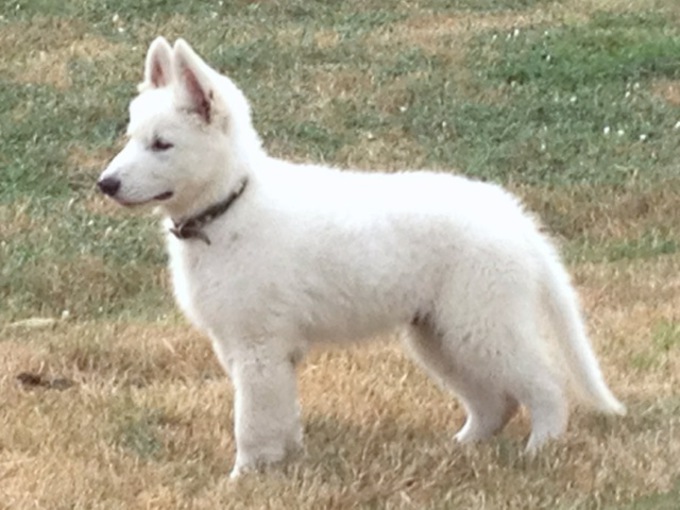 long coated berger blanc suisse