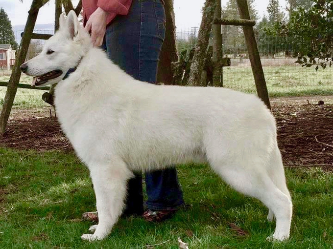 white shepherd puppies