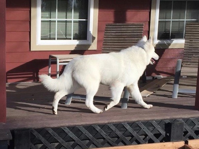 long coated white german shepherd fenix