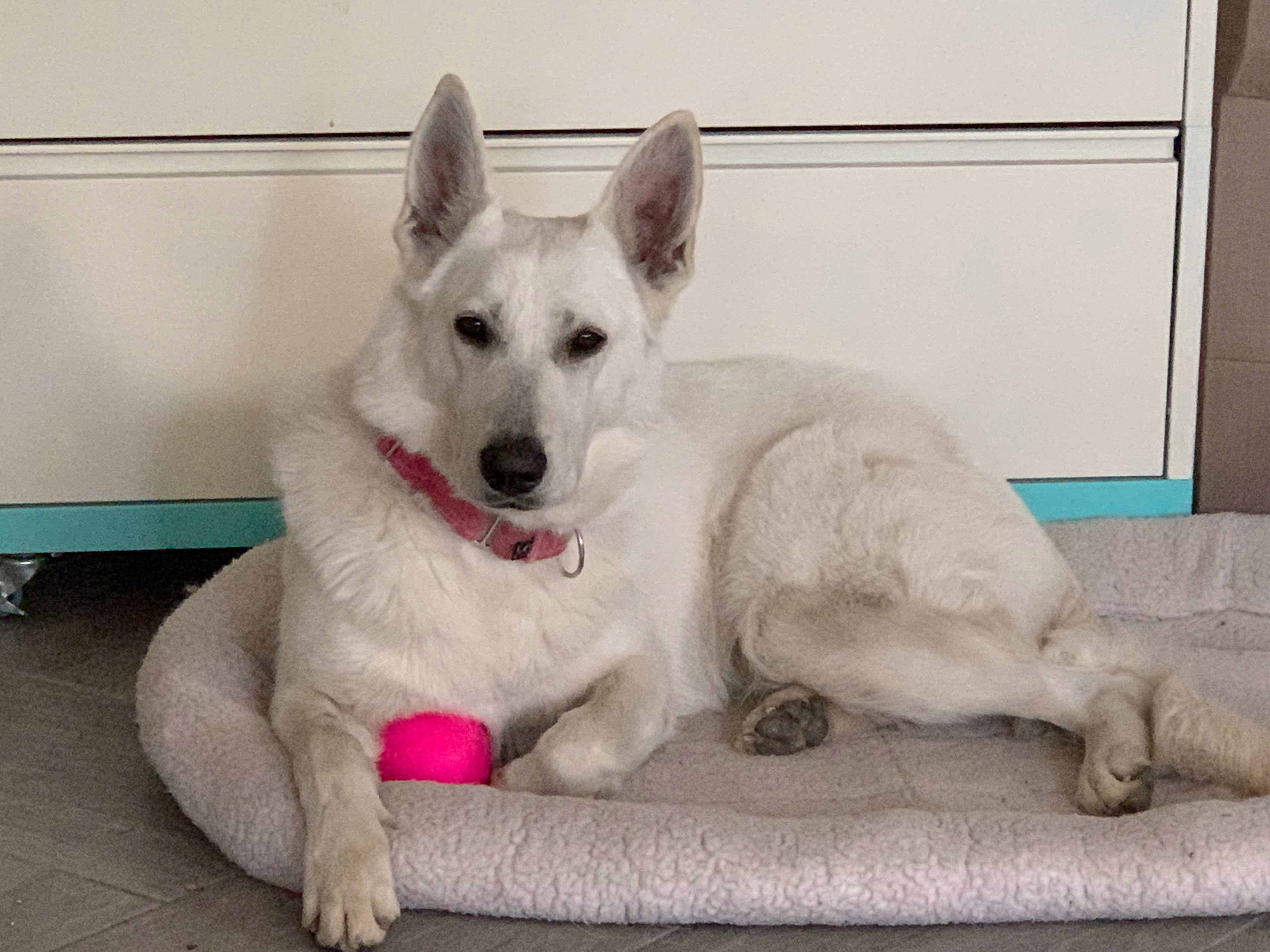 White Swiss Shepherd - Furiosa
