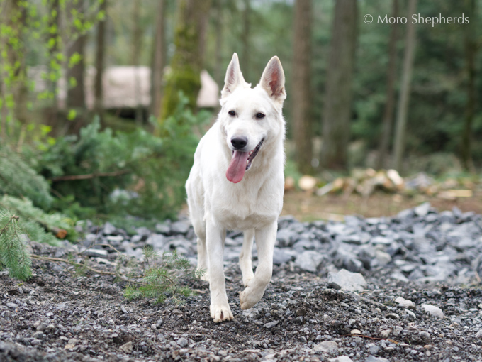 white swiss shepherd