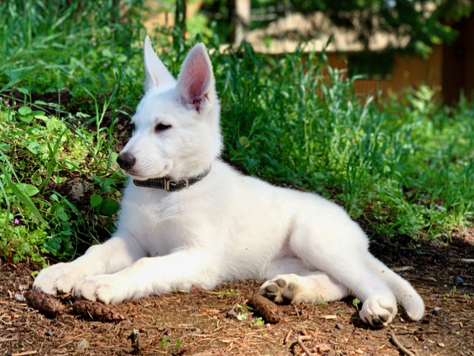 white swiss shepherd