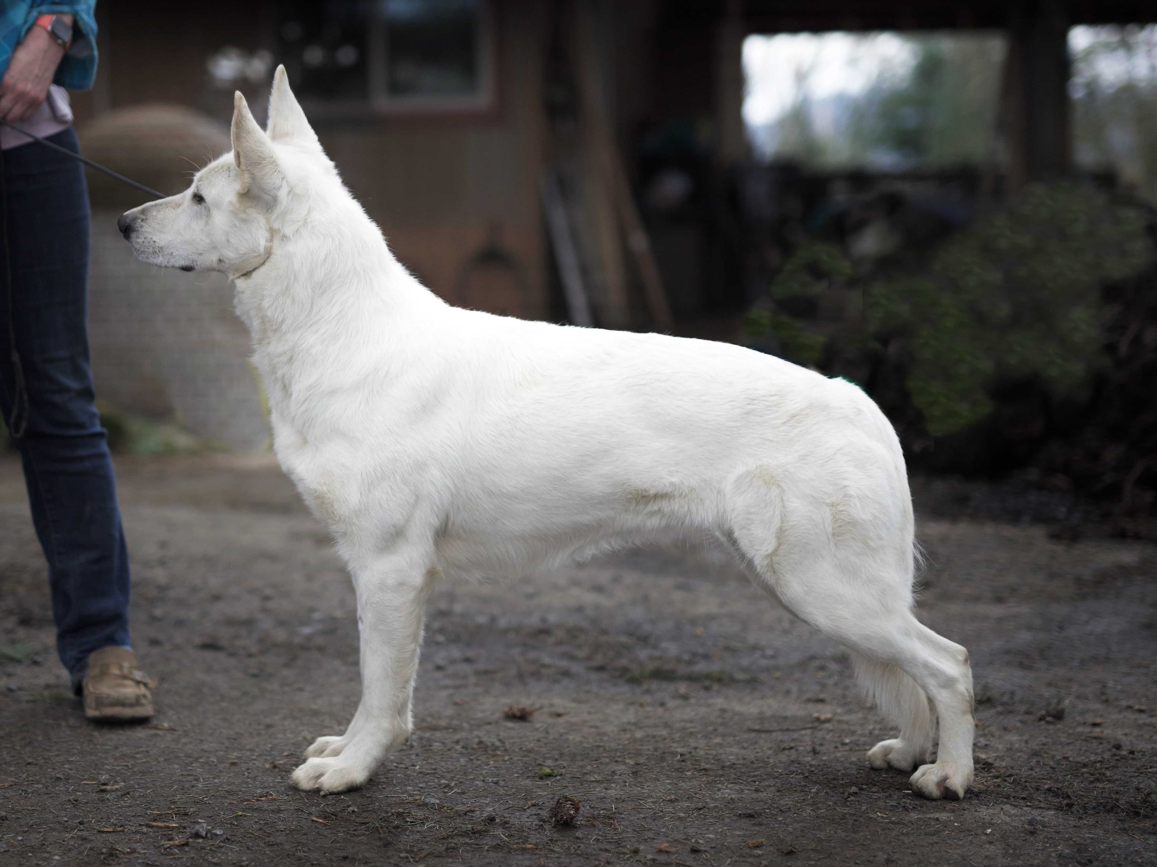 white swiss shepherd