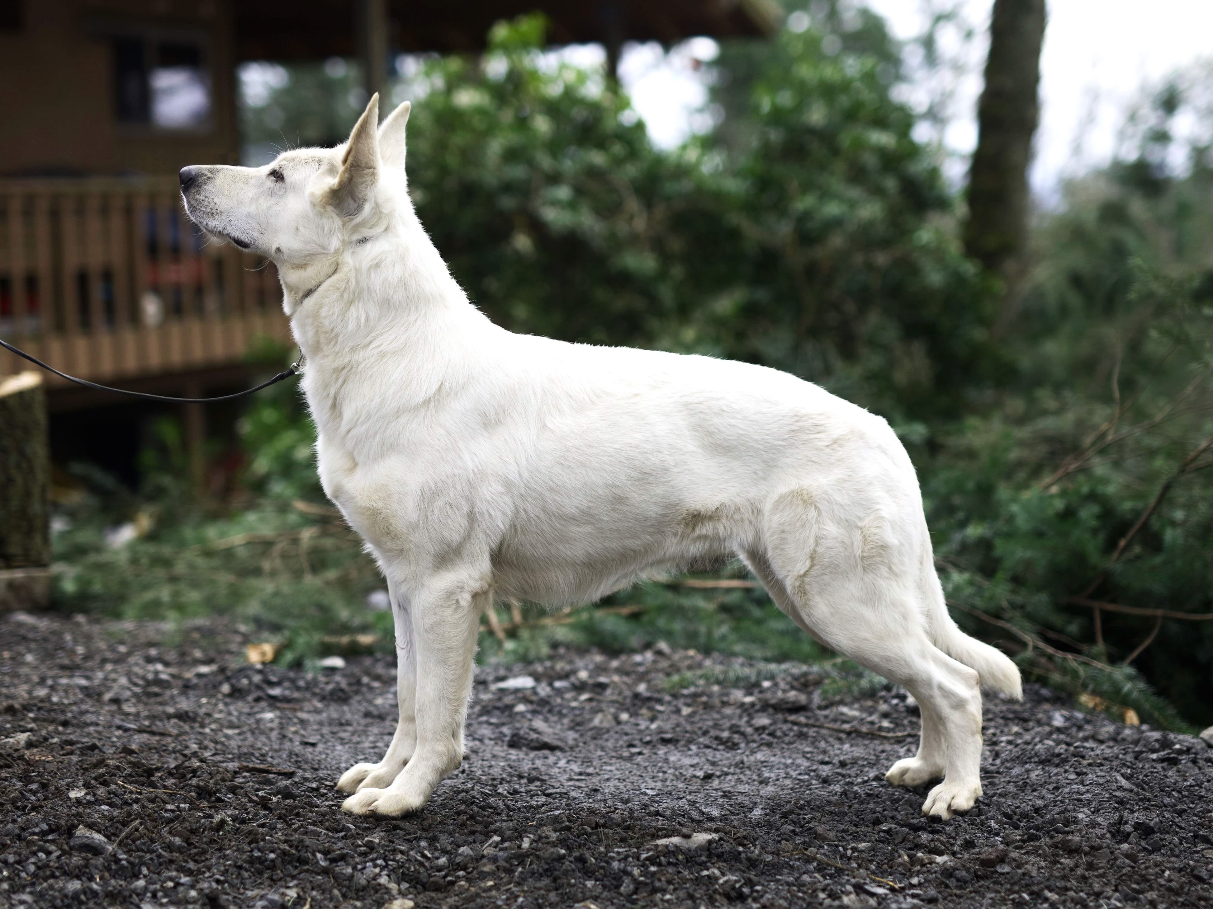 Berger Blanc Suisse