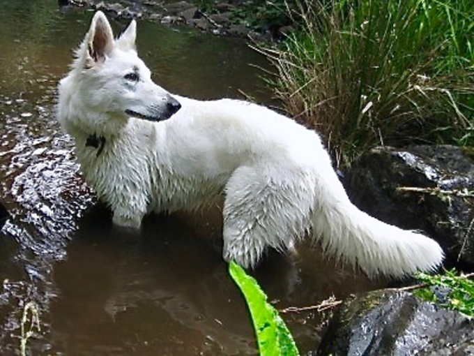 Hagan white german shepherd playing in our creek