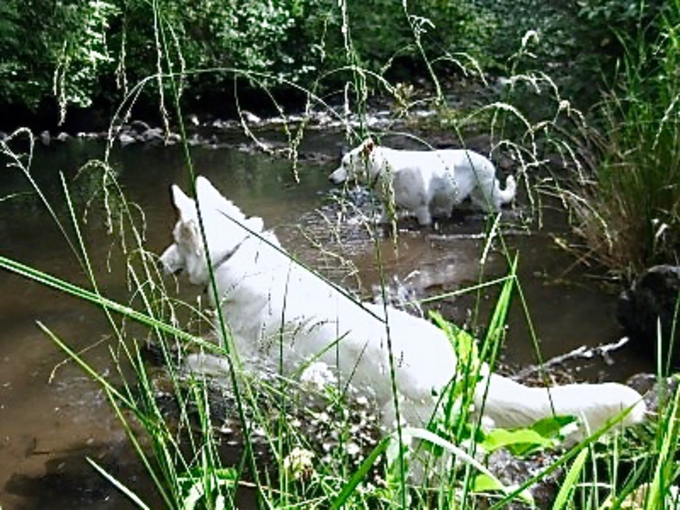 another Hagan berger blanc suisse playing in creek