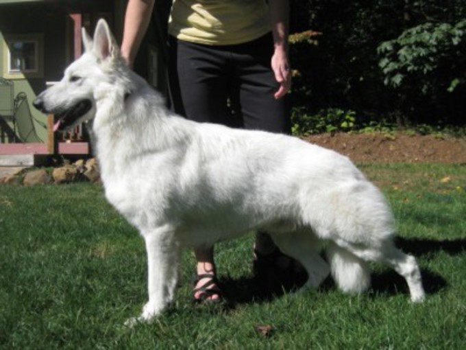 Haga white shepherd stacked in yard