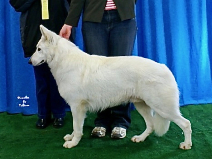 Beautiful white shepherd earning grand champion title