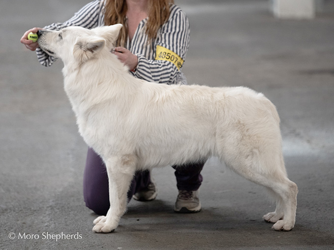 White Swiss Shepherd - Hela