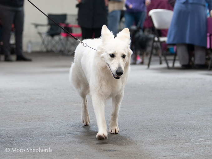 White Swiss Shepherd - Hela