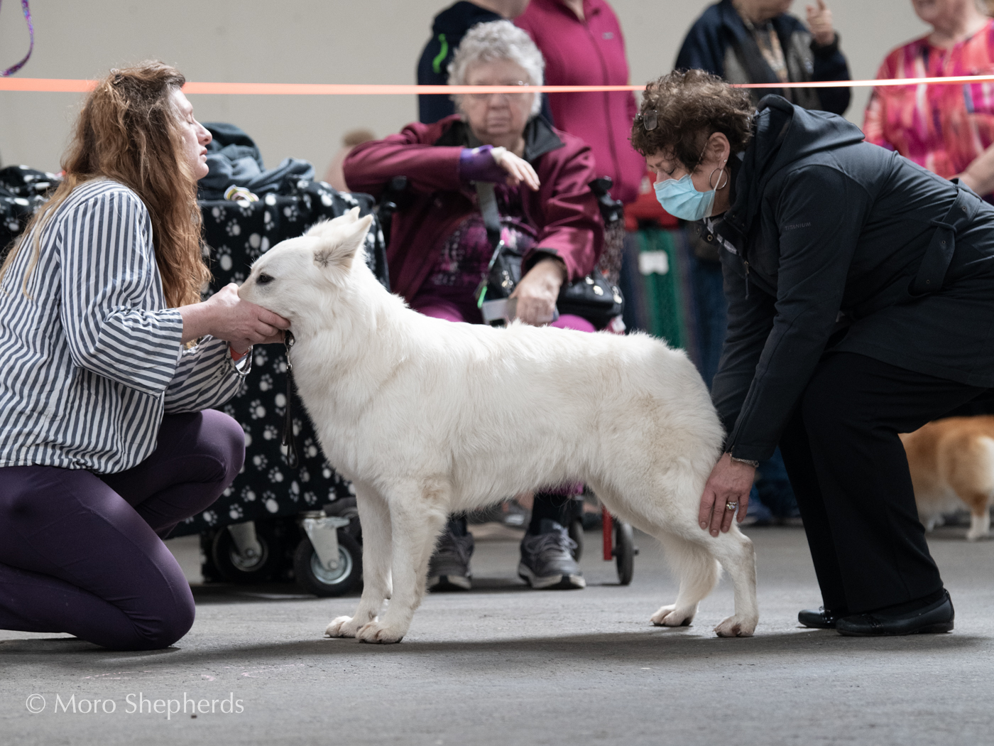 White Swiss Shepherd - Hela