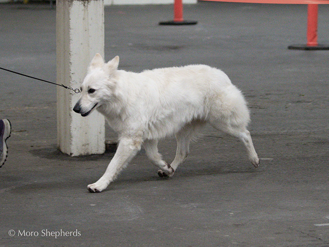 White Swiss Shepherd - Hela