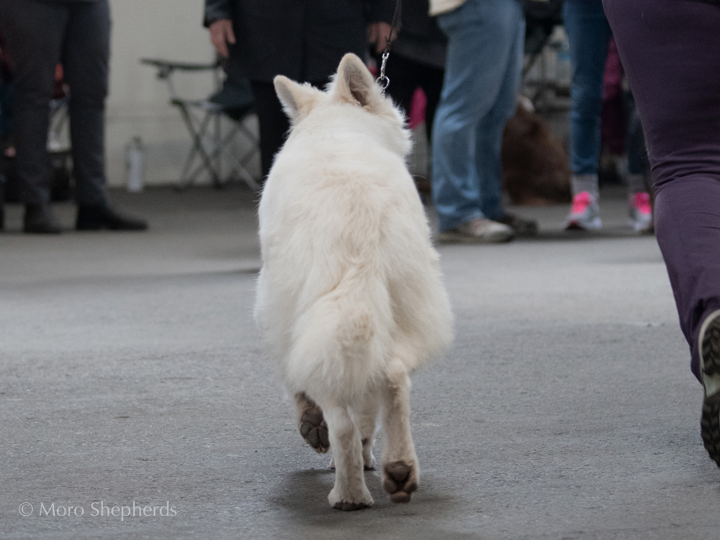 White Swiss Shepherd - Hela