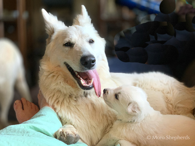 White Swiss Shepherd - Hela