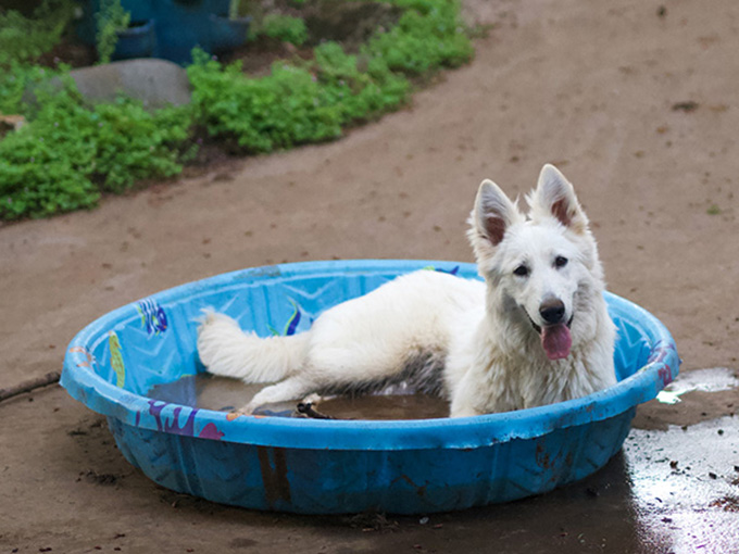 White Swiss Shepherd - Hela