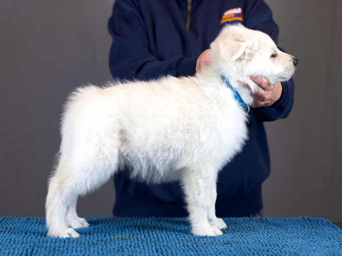 White Swiss Shepherd - Hela