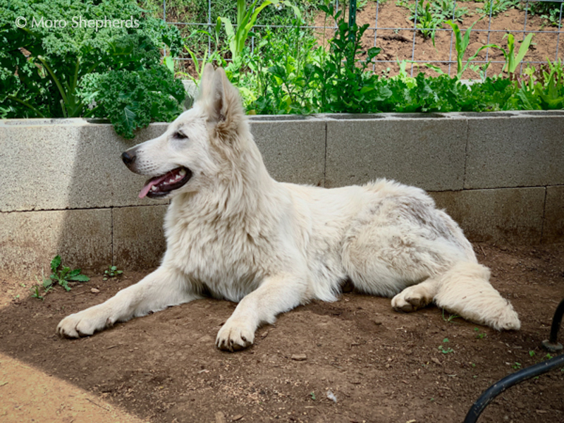 White Shepherd - Inara