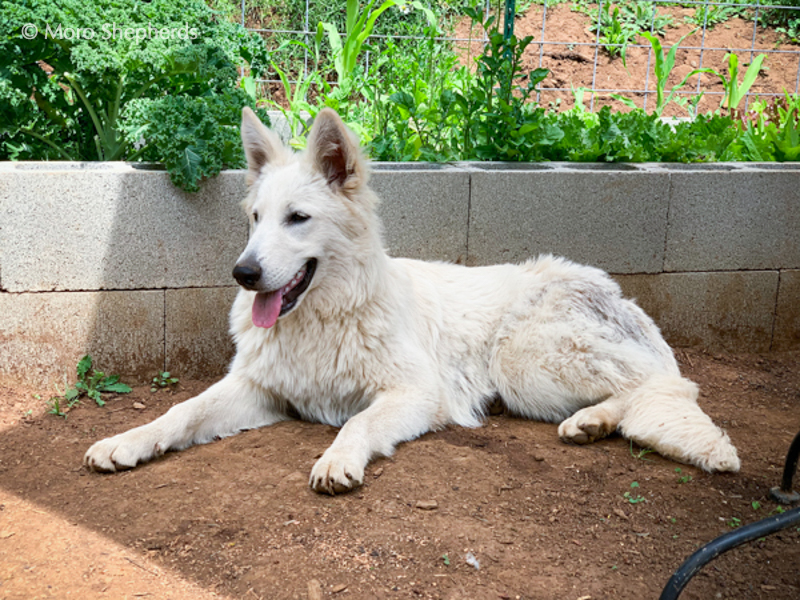 White Shepherd - Inara