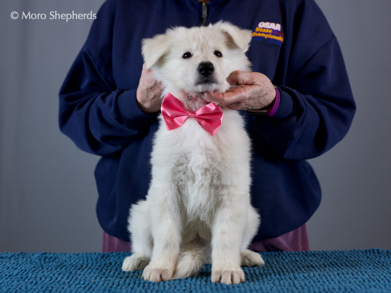 White Shepherd - Inara