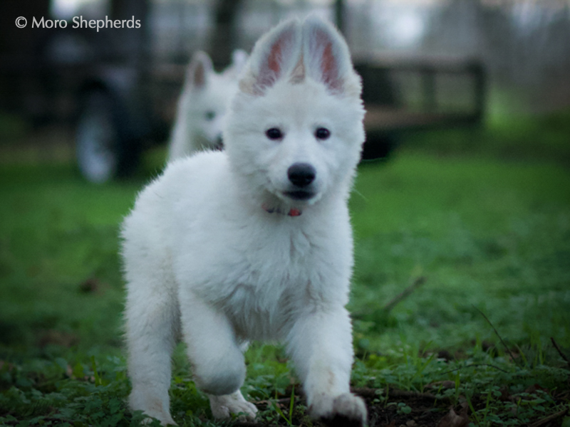 White Shepherd - Inara