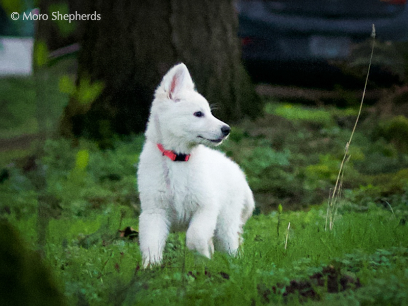 White Shepherd - Inara
